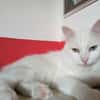 Kater Casper