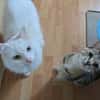 Kater Casper