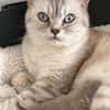 Jasmin Sanfte Britisch Kurzhaar Katze