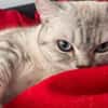 Jasmin Sanfte Britisch Kurzhaar Katze