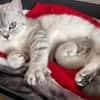Jasmin Sanfte Britisch Kurzhaar Katze