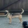 Kleine Lady sucht ihr Für-Immer-Körbchen