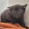 4 Katzenkinder