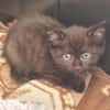4 Katzenkinder