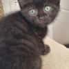 4 Katzenkinder