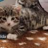Katzenkind Mathilda