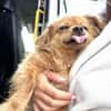 Traumhund Mini-Betty