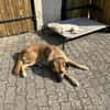 Toto - unkomplizierter kleiner Traumhund