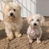 26 kleine Hunde