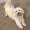 26 kleine Hunde