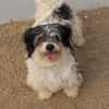 26 kleine Hunde