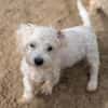 26 kleine Hunde