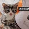 Katzenkind Mikesch