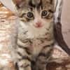 Katzenkind Mikesch