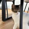 Nolly Katzendame sucht