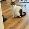 Nolly Katzendame sucht