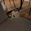 Nolly Katzendame sucht