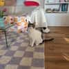 Nolly Katzendame sucht