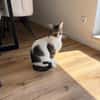 Nolly Katzendame sucht