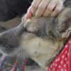 ITOYA -wünscht sich einen Hundekumpel-