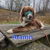 Aramis - lernwilliger Rüpel