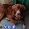 Aramis - lernwilliger Rüpel