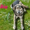 Ria geb. 07/2021 DRINGENDER NOTFALL! DE