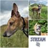 STREAM * lebensfroher Glückskerl