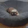 Liebenswerte Liese