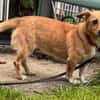 Dalia die feine liebe Maus
