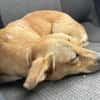 Dalia die feine liebe Maus