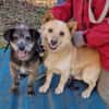 Uschi und Jack - Unzertrennlich