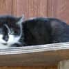 Katzenkind Lola