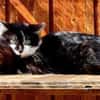 Katzenkind Lola
