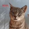 NOVA