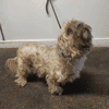 Arlo
