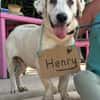 HENRY (Maria)