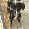 BLACKY (Maria)