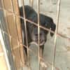 BLACKY (Maria)