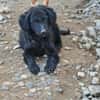 💕Trixie💕sucht ein liebevolles Zuhause