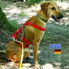 Luigi - aufgeweckt und freundlich