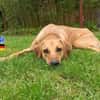 Luigi - aufgeweckt und freundlich