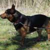 Tulma1 sucht ein Zuhause/Pflegestelle