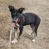 Bobby, freundlicher Welpe sucht Zuhause