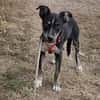 Bobby, freundlicher Welpe sucht Zuhause