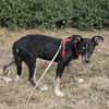 Bobby, freundlicher Welpe sucht Zuhause