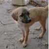Maisie,verspieltes Mädchen sucht Familie