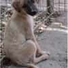 Maisie,verspieltes Mädchen sucht Familie