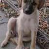 Maisie,verspieltes Mädchen sucht Familie