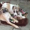 Maisie,verspieltes Mädchen sucht Familie